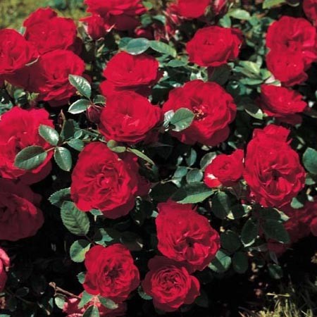 Rosier miniature - petites fleurs rouges très abondantes